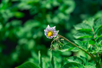 Obraz premium Blooming potatoes with blue flowers.