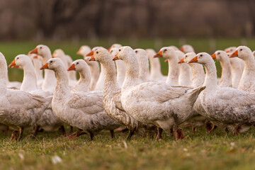 A lot of  white fattening geese on a meadow