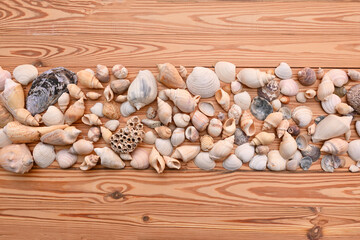 Caracoles Marinos Arena Playa Parador Tropical Mar Madera Cono Océano Vacaciones Turismo Viajes