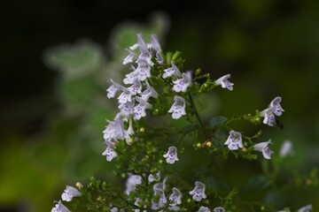 Lesser calamint  (Calamintha nepeta) flowers. Lamiaceae perennial herbs.