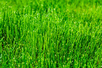 Background of the green grass. Eco concept. Selective focus