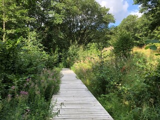 Obraz premium Wooden boardwalk in the forest