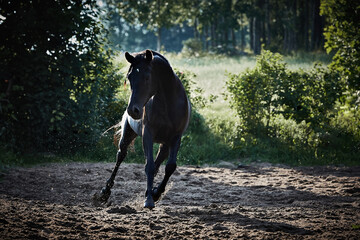 A black horse in a paddock
