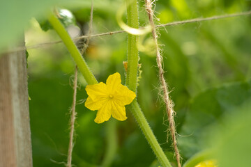 The growth and blooming of greenhouse cucumbers. Cucumbers vertical planting. Growing organic food. Cucumbers harvest