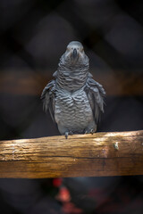 papagaio cinzento pousado no tronco com fundo desfocado