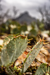 Prickly Pear Cactius Grow At The Base of Dark Mountain