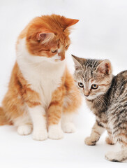 ginger cat  with a grey little kitten on white background