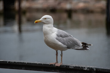 Obraz premium A herring gull in the port of Warnemünde