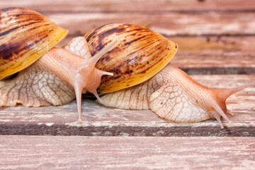 Two giant snails of the African race Ahatin on a wooden surface.