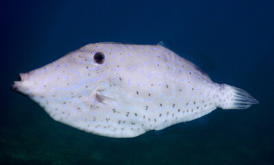 Costa Rica Pacific sea life