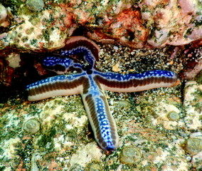 Costa Rica Pacific sea life