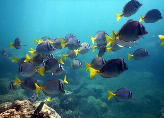 Costa Rica Pacific sea life