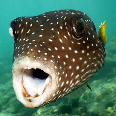 Costa Rica Pacific sea life © Brian