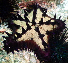 Costa Rica Pacific sea life