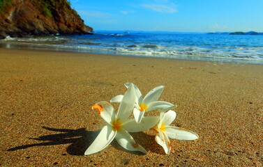 Costa Rica Pacific sea life