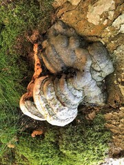 Fomes fomentarius