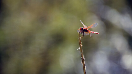 A red dragonfly catches the sun as it perches on the end of a twig