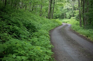 Fototapeta na wymiar roads in the woods