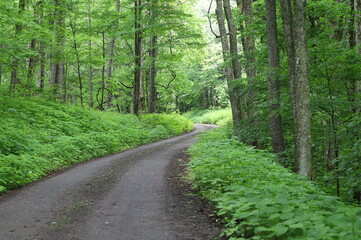 Fototapeta premium roads in the woods