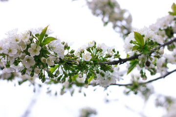 Blooming cherry tree. White flowers. Branch with green leaves. Background 