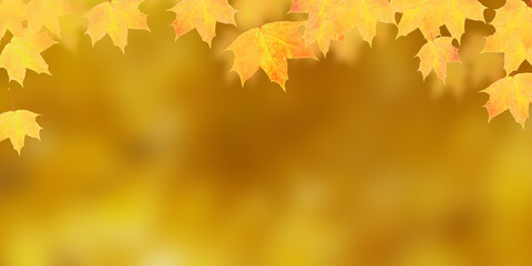 Yellow-orange maple leaves on orange background  with copy space. Banner format