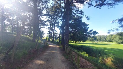 path in the forest