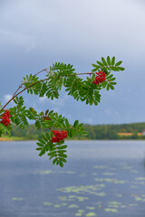 Rowan berries (sorbus aucuparia) in a brach by a lake in Western Finland in a dark blue stormy background at beginning of August