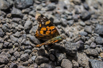 butterfly on the ground