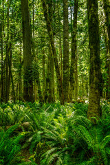 Lush green trees and ferns in the Hoh Rainforest, Olympic National Park WA