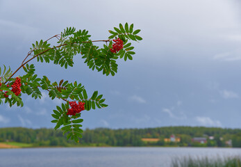 Rowan berries (sorbus aucuparia) in a brach by a lake in Western Finland in a dark blue stormy background at beginning of August - obrazy, fototapety, plakaty