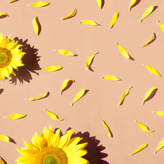 Sunflower flowers and petals scattered on peach and yellow paper background. Square composition....