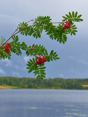 Rowan berries (sorbus aucuparia) in a brach by a lake in Western Finland in a dark blue stormy...