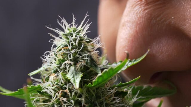A closeup shot on a female part face smells terpenes on fresh healthy cannabis flower, smell pungent with wrinkling nose, plants benefit the environment, alternative medicine, fragrance extraction