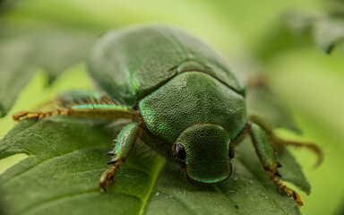 Astylus trifasciatus verde