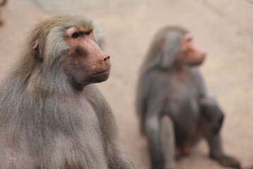 mother and baboon