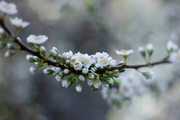 Lush white plum blossom. Spring. Plum tree branch. Green background. Nature 