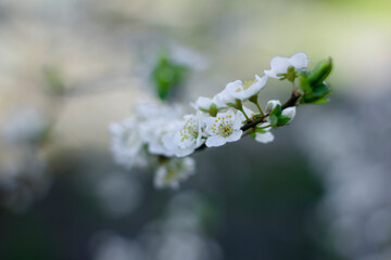 Lush white plum blossom. Spring. Plum tree branch. Green background. Nature 