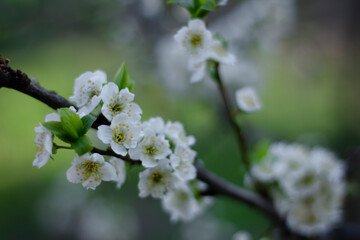 Lush white plum blossom. Spring. Plum tree branch. Green background. Nature 