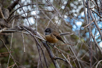 A little fantail bird flits around the winter garden, Canterbury, New Zealand