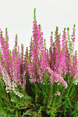 Obraz premium Heather flowers or Calluna vulgaris plant