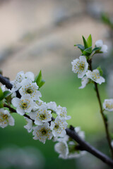 Lush white plum blossom. Spring. Plum tree branch. Green background. Nature 