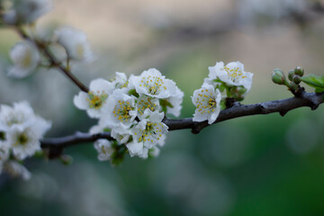 Lush white plum blossom. Spring. Plum tree branch. Green background. Nature 