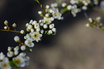 Lush white plum blossom. Spring. Plum tree branch. Sunlight. Nature 