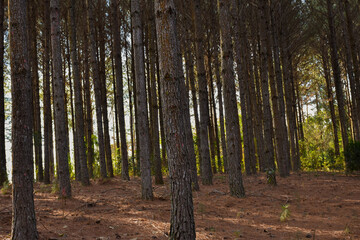 Forest Pine Plantation