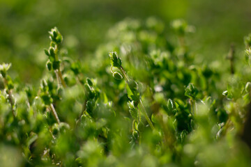 Macro photo of green grass. Greens. Green background. Place for your text. Ecology. Banner 