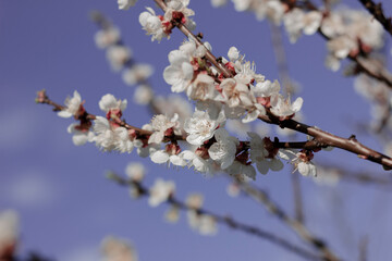 Blooming apricot on a background of blue sky. White flowers. Background 