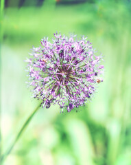 Garlic Flower. Close up. Selective and soft focus. Copy space. 