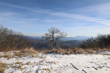 trees in the snow