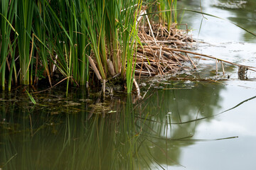 reeds in the water