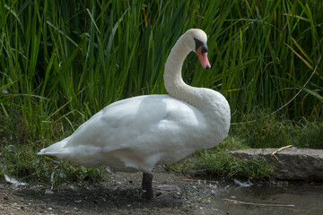 mute swan on the edge of a pond